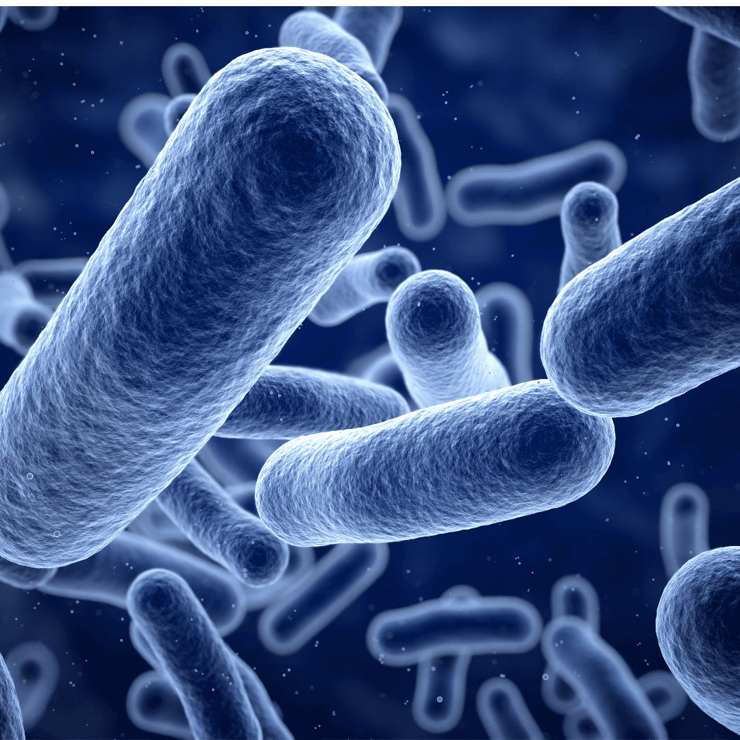 Bacteria close up